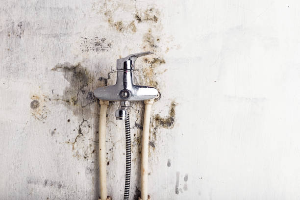Best Toxic Mold Removal  in Greencastle, IN