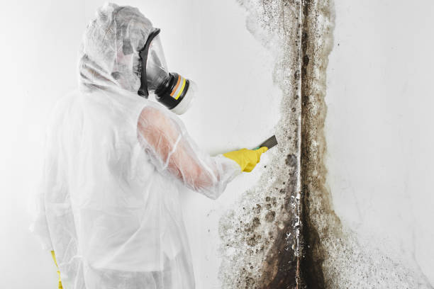 Best Mold Removal Process  in Greencastle, IN