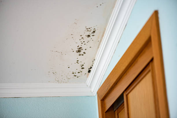 Mold Removal Process in Greencastle, IN