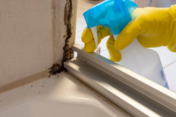 Best Certified Mold Removal  in Greencastle, IN