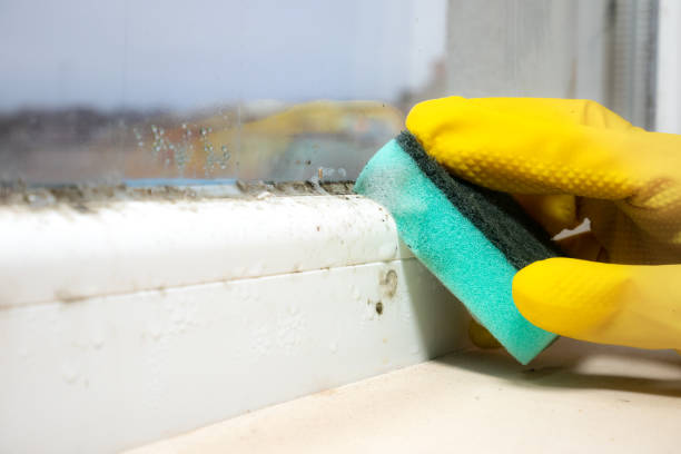 Best Black Mold Removal  in Greencastle, IN