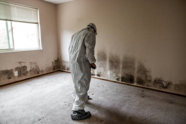Best Home Mold Removal  in Greencastle, IN